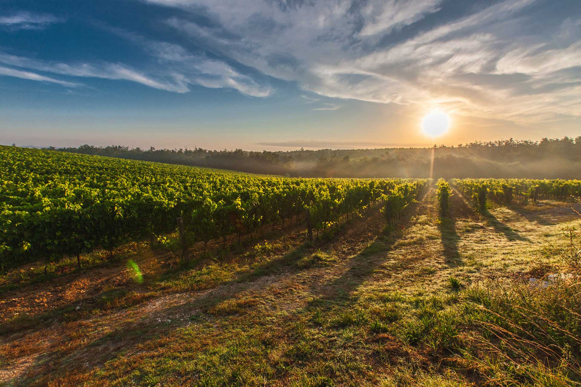 tramonto con vigneti in toscana